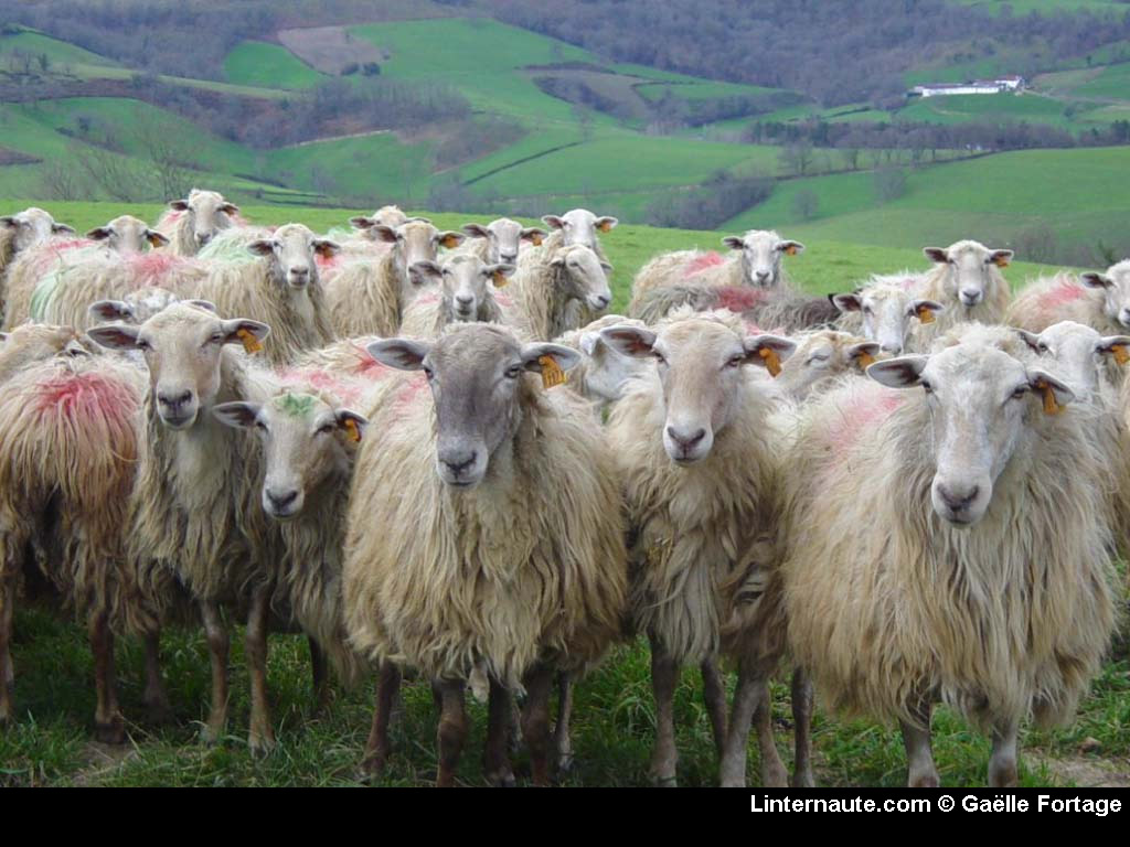 3R_congres's tweet image. Les #3R2020 les 2 et 3/12 en numérique ! Le jeudi 3/12 #CompétitivitéetAttractivitéFilières #EfficienceetRésilienceAlimentaire #alimentation #qualitéproduits #BienêtreAnimal #génétique. Choisissez votre programme▶️journees3r.fr/spip.php?artic… Inscrivez-vous ▶️3r2020.gipco-adns.com