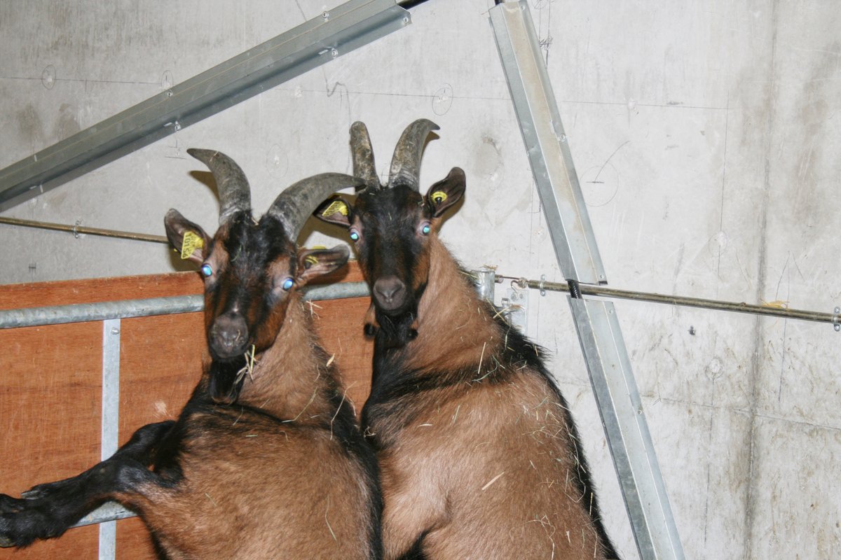 3R_congres's tweet image. Les #3R2020 les 2 et 3/12 en numérique ! Le jeudi 3/12 #CompétitivitéetAttractivitéFilières #EfficienceetRésilienceAlimentaire #alimentation #qualitéproduits #BienêtreAnimal #génétique. Choisissez votre programme▶️journees3r.fr/spip.php?artic… Inscrivez-vous ▶️3r2020.gipco-adns.com