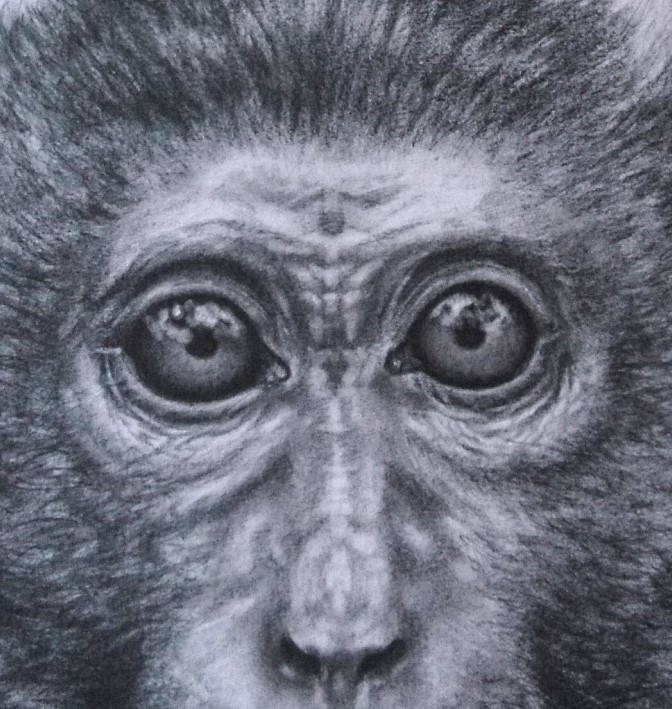 Look into my eyesssss!
This is a detail from one of my monkey portraits.

#monkeyface #monkeydrawing #monkeyportrait #fabercastelldrawing #fabercastellpencil #pencilportraitartist #pencilportraitdrawing #graphiteportraits #onmyeasel #duende_arts_help #artadvisor #instartpics