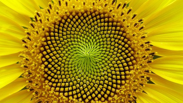 NLCarolynMuse's tweet image. Today (November 23rd or 1,1,2,3) is #FibonacciDay.  #GoldenRatio #naturescode