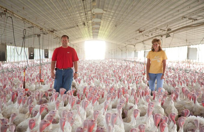 USDA's tweet photo. More than 229 million turkeys are raised annually by 2,500 American turkey farmers, most on family farms in Minnesota, North Carolina, Arkansas &amp; Indiana 🦃 #Thanksgiving https://t.co/UzqGZKfHGq