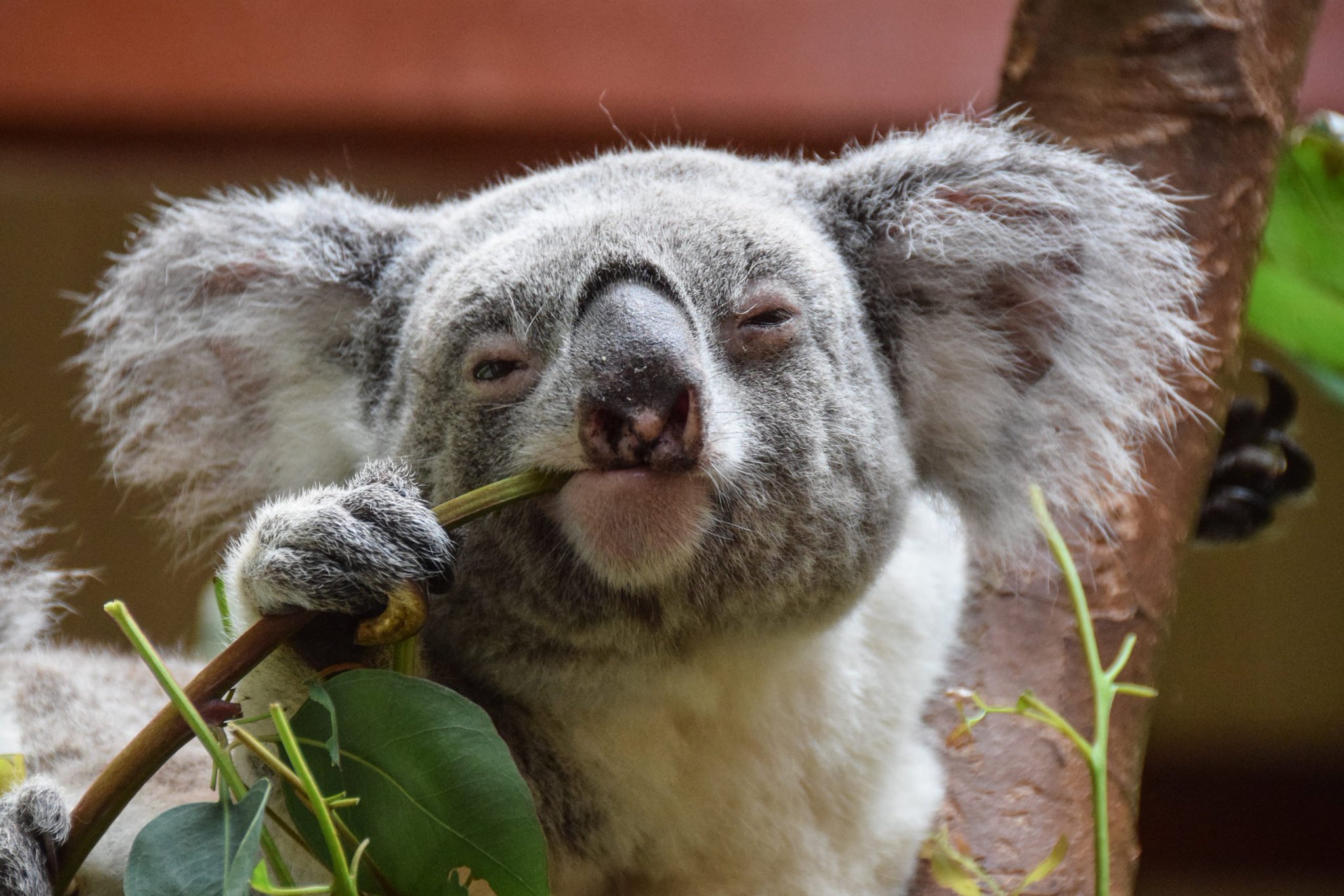IFLScience on X: Koalas are dumb. Due to smooth brains they lack  higher-level recognition and understanding other animals enjoy. Take a  eucalyptus leaf, which they eat constantly, put it on a plate