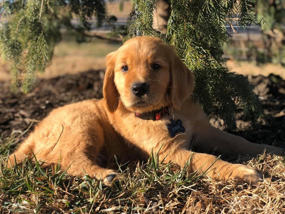 KansasGoldens's tweet photo. Good morning humans! Have a great week! https://t.co/nqY9ysmzvP