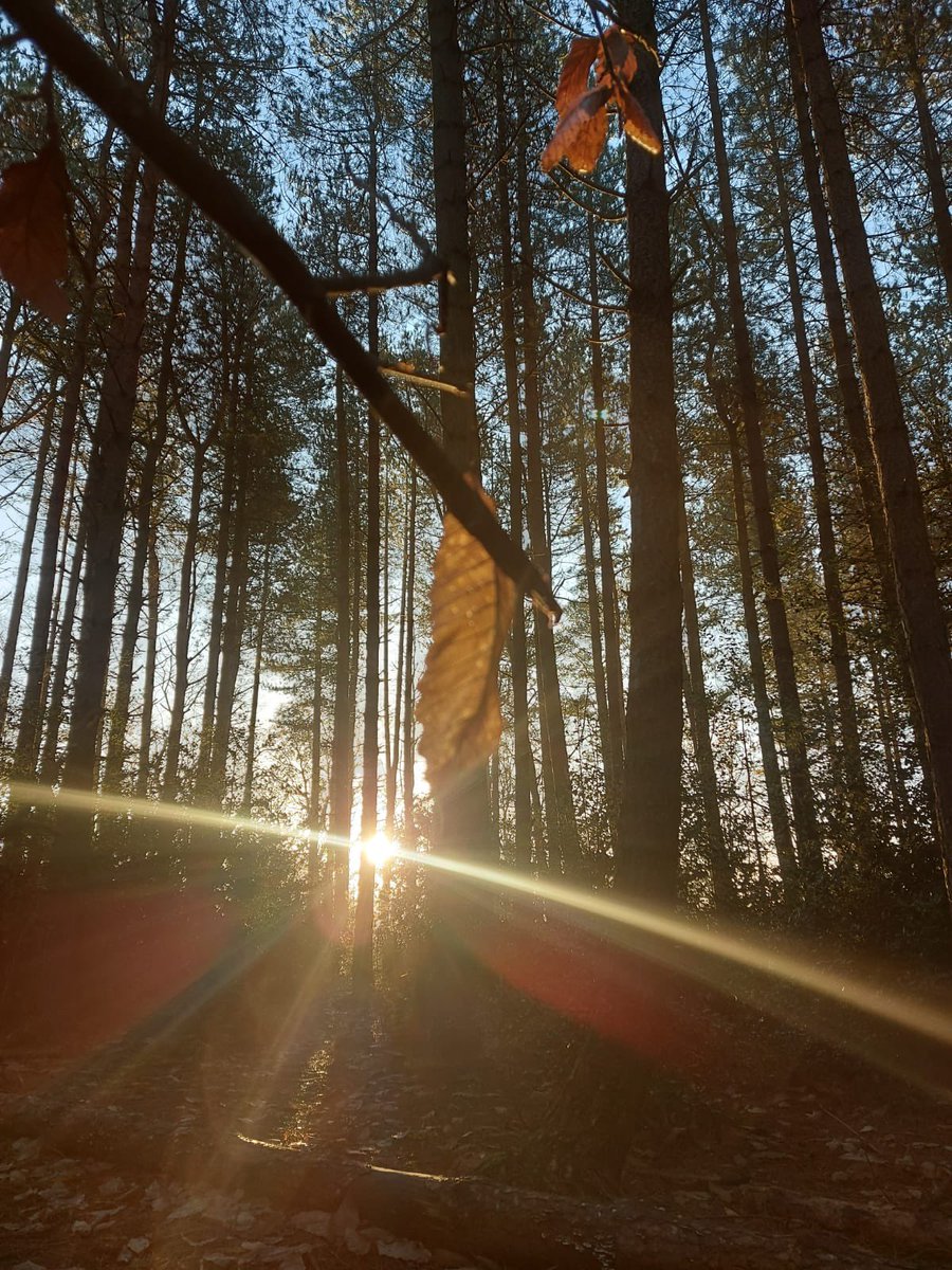 CountryHolt's tweet photo. Ranger Andre took these lovely shots on his morning check of the park today 🥰. If you like photos as much as we do don’t forget you can enter our monthly photography comp, this month’s theme is ‘Autumn’ so why not join the fun? #hcpphotocomp #northnorfolk https://t.co/nv8iRT9j8G