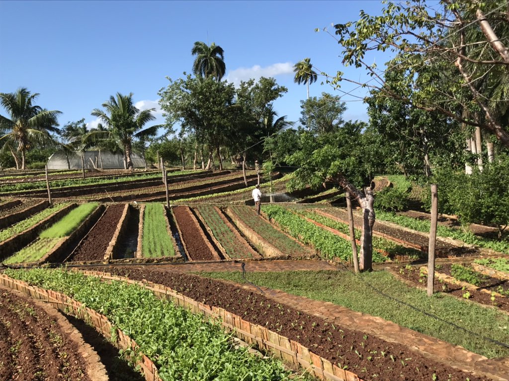 Eric_Strating's tweet photo. ¡Sí, la agricultura sostenible es posible en #Cuba! Visité @fincamarta donde un agricultor #Cubano (PhD en @WUR Wageningen 🇳🇱) produce sustentable con alta calidad con apoyo de @NLinCuba y Suiza. Potencial para replicar experiencia y hacer mas #ecoturismo. https://t.co/jD8YUDlLZh