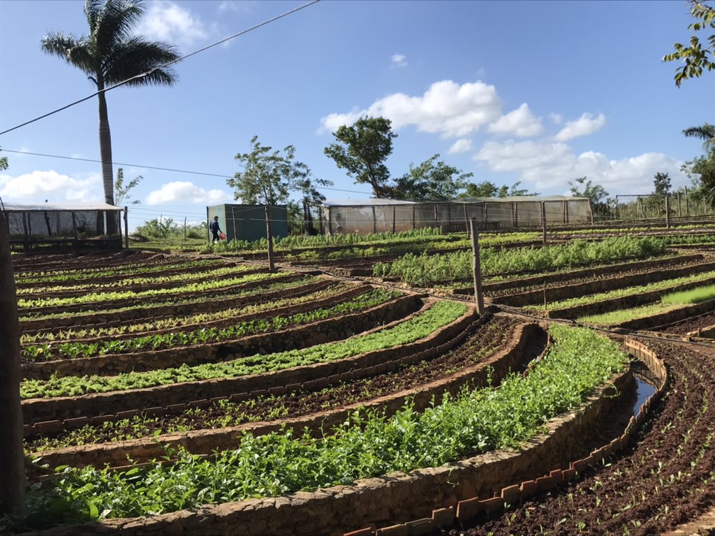 Eric_Strating's tweet photo. ¡Sí, la agricultura sostenible es posible en #Cuba! Visité @fincamarta donde un agricultor #Cubano (PhD en @WUR Wageningen 🇳🇱) produce sustentable con alta calidad con apoyo de @NLinCuba y Suiza. Potencial para replicar experiencia y hacer mas #ecoturismo. https://t.co/jD8YUDlLZh