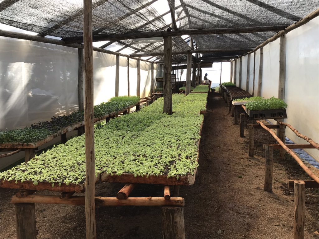 Eric_Strating's tweet photo. ¡Sí, la agricultura sostenible es posible en #Cuba! Visité @fincamarta donde un agricultor #Cubano (PhD en @WUR Wageningen 🇳🇱) produce sustentable con alta calidad con apoyo de @NLinCuba y Suiza. Potencial para replicar experiencia y hacer mas #ecoturismo. https://t.co/jD8YUDlLZh