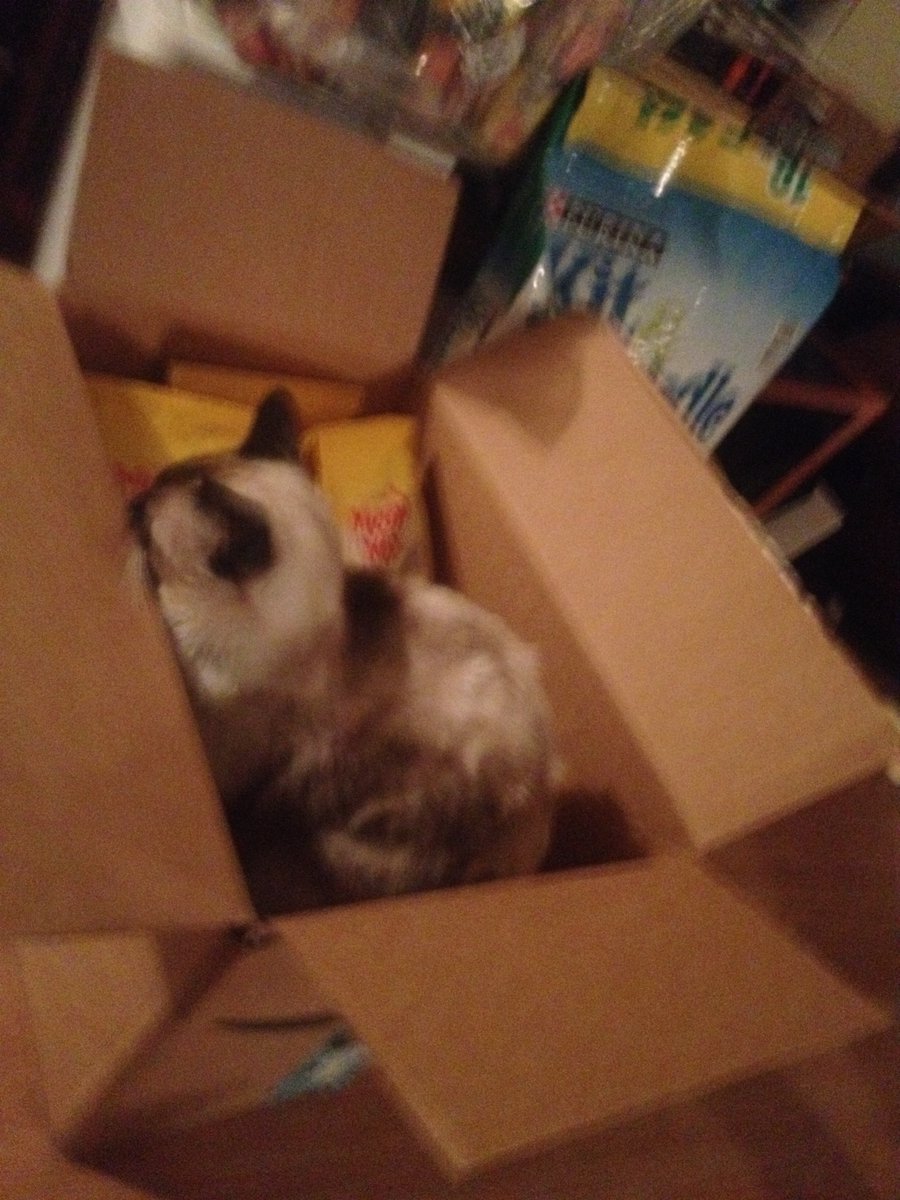 BeemanJay's tweet photo. Unboxed food donations for the stray/feral street cats of the West Phoenix Flophouse & Kibble Kitchen For Wayward Felines. Thank you to all who help support the cats-it makes a huge difference in their lives. #TNR #Cats #CatsOfTwitter #Sproing https://t.co/gEvPdvLkE8
