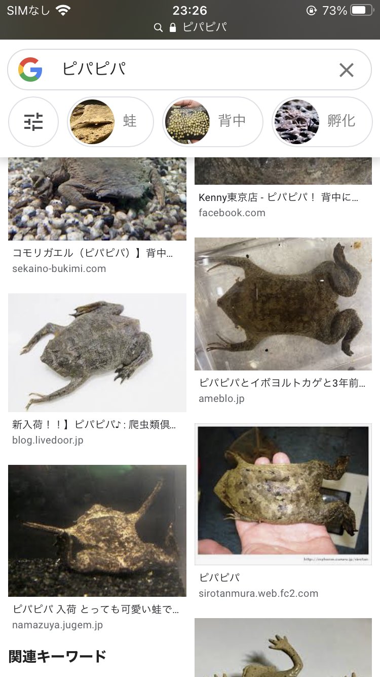 ロキ イモヤモリ原神fgo あのですね 時々この爬虫類両生類のアカウントで まじで無理で画面を閉じるかスクロール早める時があるんです 集合体恐怖症な私 ガチでピパピパっていう背中に卵がビッシリかつくい込んでる映像 まじで無理です カエルさん嫌い