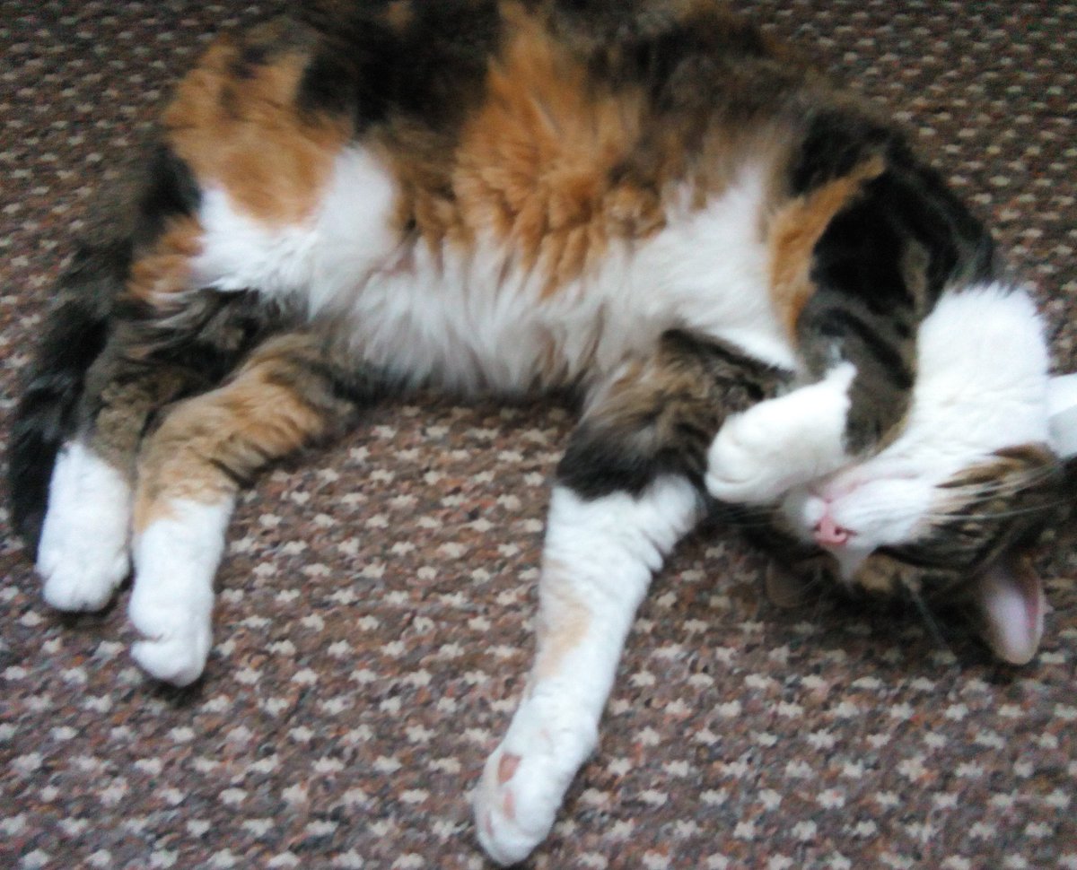 lucyscatworld's tweet photo. My #MondayMotivation 😉😺
#cats #catsoftwitter #pets #catsrule #catslife #catlovers https://t.co/NEa37Q104X