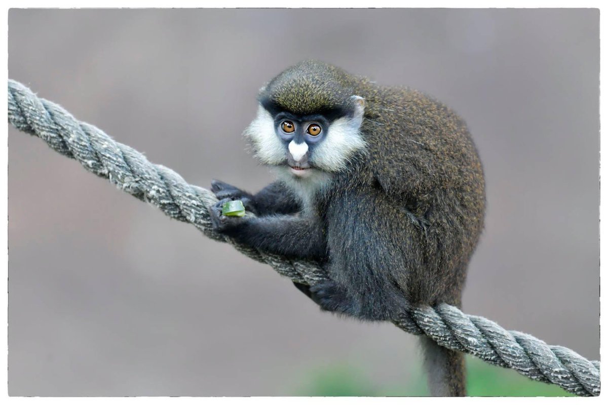 AuboisVeronique's tweet photo. Young #RedTailedMonkey AKA #SchmidtsGuenon @sandiegozoo @NikonUSA 
Red-Tailed Monkeys have very large, elastic cheeks which are used in gathering food and storing it in their mouths for safety. Their cheeks can store almost as much food as their stomachs.
©Véronique AUBOIS - https://t.co/JXjFFUAfpk