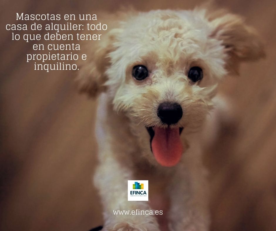 Efinca tweet media