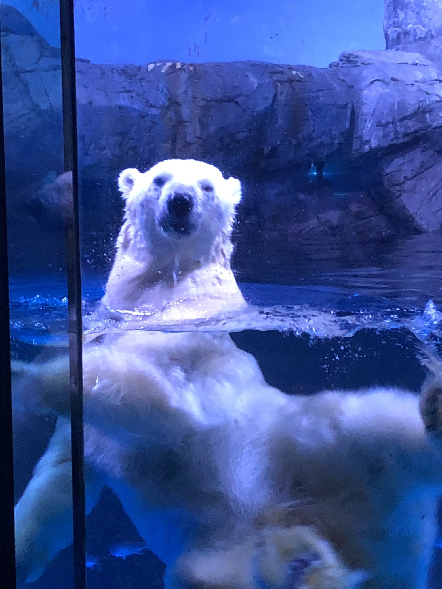 シロクマかわいい Twitter Search Twitter