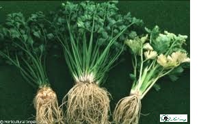 Apium Graveolens
Health Benefits
Anxiety.
Arthritis.
Colds.
Flu.
Gout.
High blood pressure.
High cholesterol.
Insomnia.
read more on:scholarsresearchlibrary.com/abstract/medic…
submit your research work: plantsour@escienceopen.com