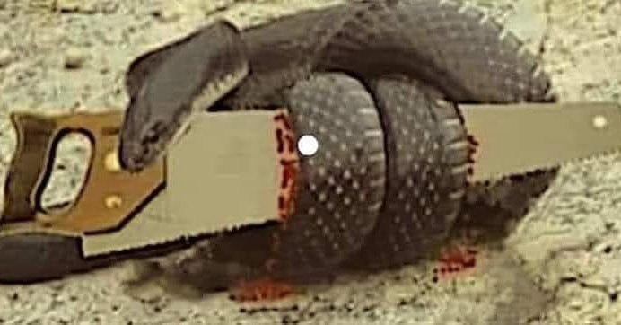 TheSensualistSA's tweet photo. There was a snake that crawled over a sharp saw and was cut. In anger the snake wrapped itself around the saw, continued to squeeze and eventually died. 

Control your anger, forgive those that hurt you, and don’t give people or things power over you. It can ultimately kill you. https://t.co/ufaLl7vZ5F