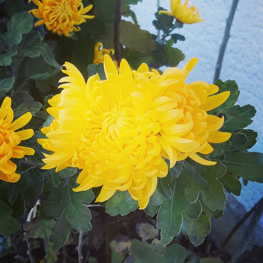 guepier92's tweet photo. Fleurs d'automne #chrysanthemes #Automne 🌿 #Novembre #Fleurs 🌼 #Jaune #autumn #Flowers #Yellow #couleurs 🌈 #colors #instaflowers 🌻 #instayellow #instafleurs #SaintGely #SaintGelyduFesc #herault 🏕 #occitanie ✴ #southoffrance 🇨🇵 #novembre2020
https://t.co/nSpo6ErIZP https://t.co/RofkgbXc2a