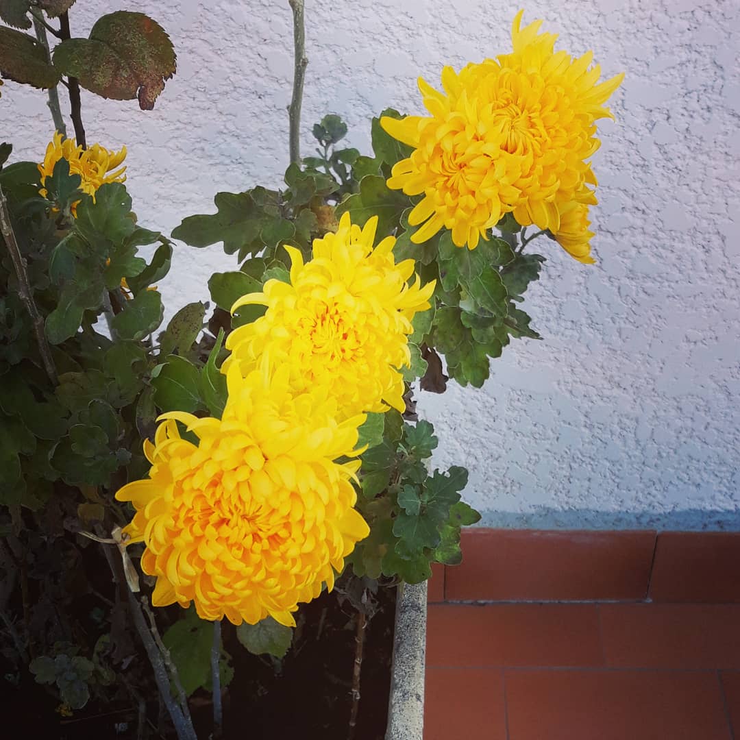 guepier92's tweet photo. Fleurs d'automne #chrysanthemes #Automne 🌿 #Novembre #Fleurs 🌼 #Jaune #autumn #Flowers #Yellow #couleurs 🌈 #colors #instaflowers 🌻 #instayellow #instafleurs #SaintGely #SaintGelyduFesc #herault 🏕 #occitanie ✴ #southoffrance 🇨🇵 #novembre2020
https://t.co/nSpo6ErIZP https://t.co/RofkgbXc2a