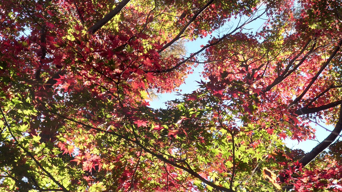 Kaz 紅葉 に行こうよう な 週末おじさんぽ もう少し紅葉 していると思ったけど チョッと早かったかな まぁ運動ついでに歩けたし マイナスイオン浴びて 景色も良くて リフレッシュできた 愛知県 養老町 養老公園 養老の滝 紅葉 紅葉狩り