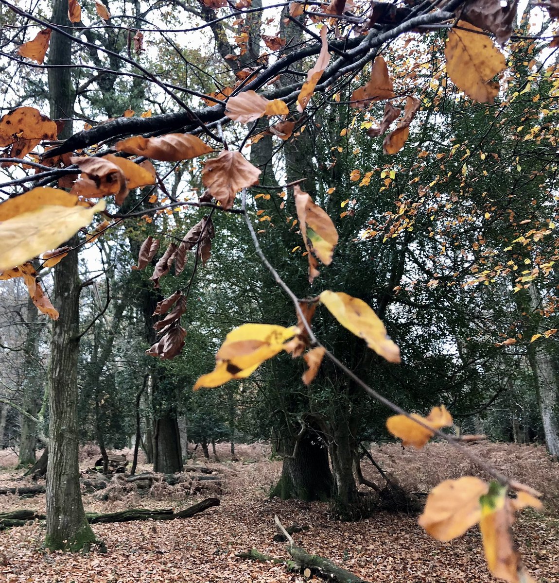 EngNewForest's tweet image. Very few leaves remain on the trees now, #Oak &amp;amp; #Beech are 2 of the last deciduous trees to drop their leaves in the #autumn. Look closely, you might notice that beech trees have already formed their buds, next year’s leaves are waiting for spring to arrive.