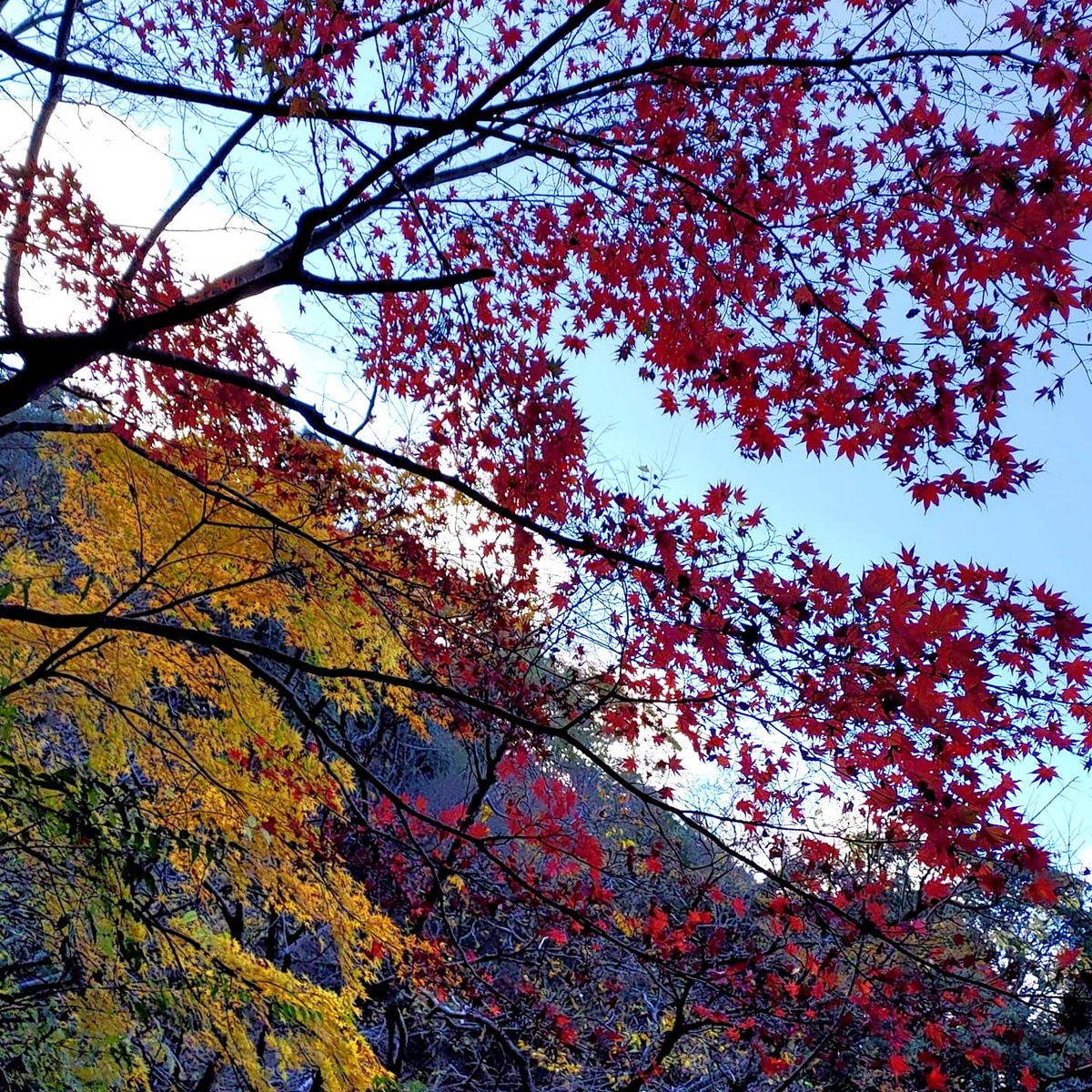 勝尾寺に紅葉を撮りに行った
まだちょっと早かったかな
#カメラ好きな人と繋がりたい#スナップ写真#写真撮ってる人と繫がりたい#キリトリ世界#写真#ファインダー越しの私の世界#photography