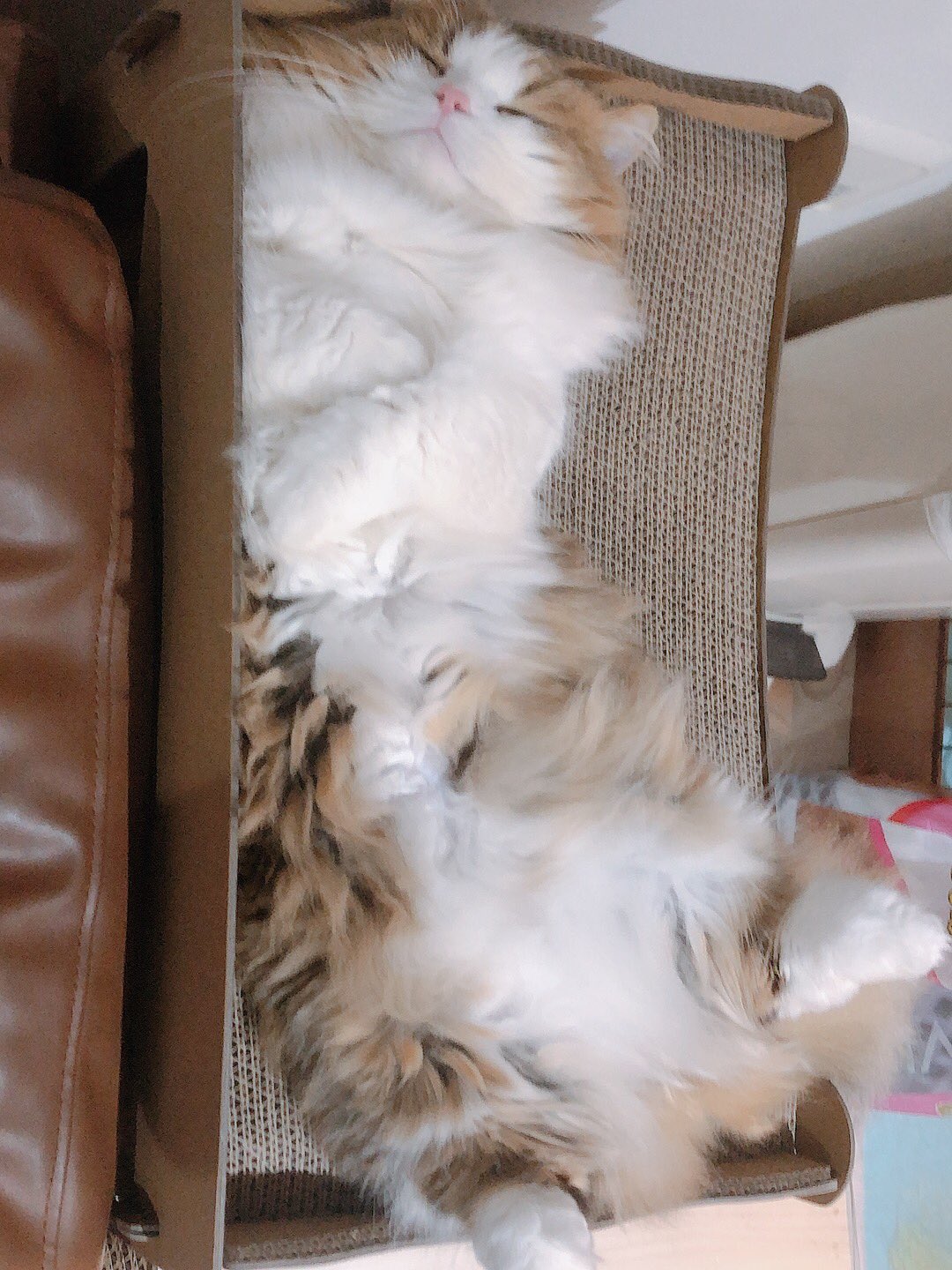 猫お見合い Twitter Search Twitter