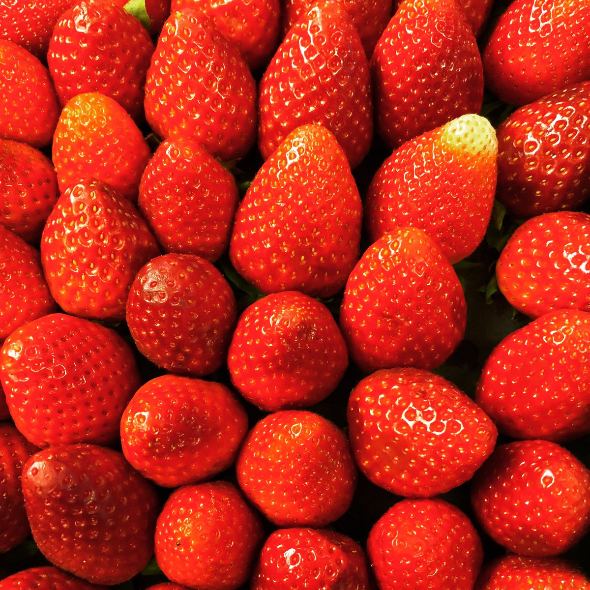 loveimmunence's tweet photo. Did you know strawberries have over 200 seeds? Strawberries are very rich in antioxidants and plant compounds, which may have benefits for heart health and blood sugar control. #mondaythoughts #MondayMorning #HealthyEating #wellness #lifestyle https://t.co/dNxIGnZWIU