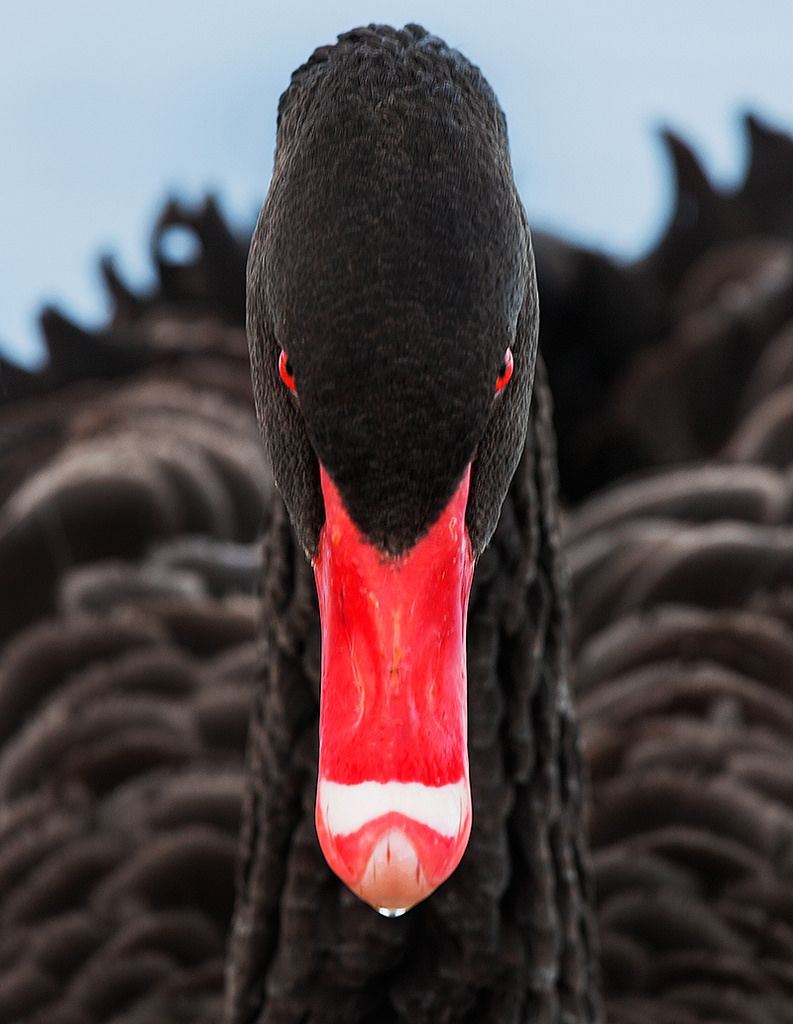 Uživatel Tatiana Fajardo na Twitteru: „#MythologyMonday The black swan theory is metaphor that describes an event comes as a surprise, has a major effect, and is rationalised after