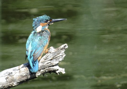 natureimagejpr's tweet photo. Martin-pêcheur
Encadrement 30/40 cm. Port et emballage compris..https://t.co/aB0DOYMg43
#nature #natureimage #art #artist #animaux #oiseaux #birds #naturephoto #photography #photooftheday https://t.co/OB2G99Uumi