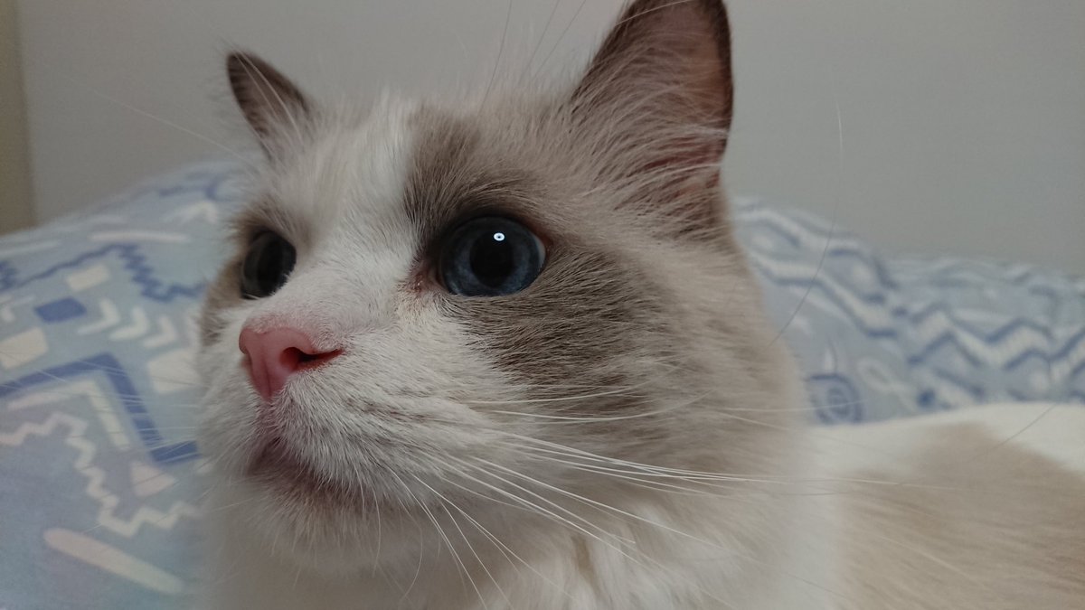 Lala お宅の猫をゲームに実装 ラグマス 猫の名前 るな 性別 性格 おっとりでおとなしくて人なつっこい性格 昼間は寝ててよる時々大暴れするw 特徴のコメント 猫なのにお手できる賢い子です