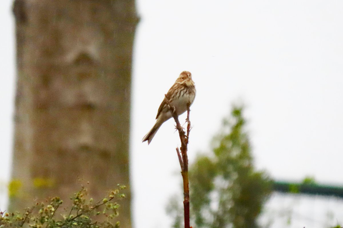 Vogels6's tweet photo. Ondanks het miezerige weer toch nog wat foto's kunnen maken van deze #dwaalgast een bijzondere vogel: #DWERGGORS

@vogelnieuws @waarneming @Sovon @volgdenatuur 

#littlebunting #zwergammer #bruantnain #emberizapusilla #maastricht https://t.co/im3PWPoBKa