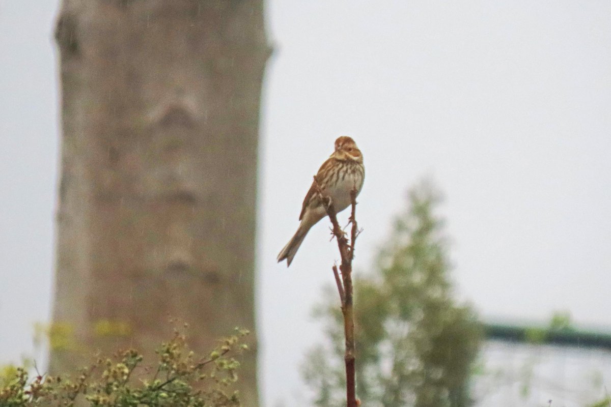 Vogels6's tweet photo. Ondanks het miezerige weer toch nog wat foto's kunnen maken van deze #dwaalgast een bijzondere vogel: #DWERGGORS

@vogelnieuws @waarneming @Sovon @volgdenatuur 

#littlebunting #zwergammer #bruantnain #emberizapusilla #maastricht https://t.co/im3PWPoBKa