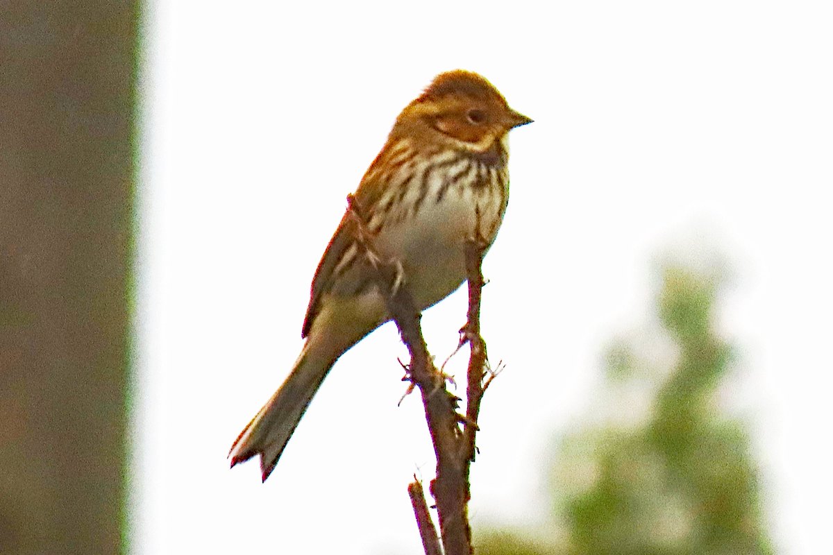 Vogels6's tweet photo. Ondanks het miezerige weer toch nog wat foto's kunnen maken van deze #dwaalgast een bijzondere vogel: #DWERGGORS

@vogelnieuws @waarneming @Sovon @volgdenatuur 

#littlebunting #zwergammer #bruantnain #emberizapusilla #maastricht https://t.co/im3PWPoBKa