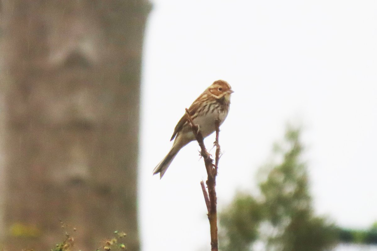 Vogels6's tweet photo. Ondanks het miezerige weer toch nog wat foto's kunnen maken van deze #dwaalgast een bijzondere vogel: #DWERGGORS

@vogelnieuws @waarneming @Sovon @volgdenatuur 

#littlebunting #zwergammer #bruantnain #emberizapusilla #maastricht https://t.co/im3PWPoBKa