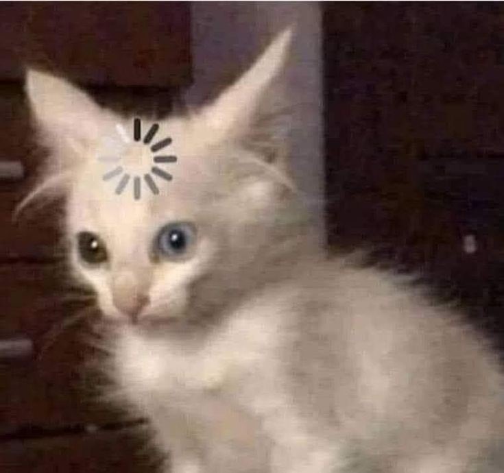 bebi_fernandez's tweet photo. Yo: La ansiedad mejor 😍😍😊

*Yo, imaginando que soy la dueña del perro que acabo de ver en la calle atado y me lo roban y no lo vuelvo a ver jamás* https://t.co/LgWCljXWUX