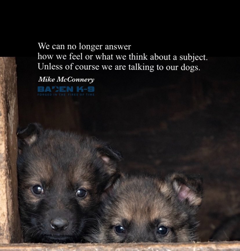 Baden K-9 tweet media