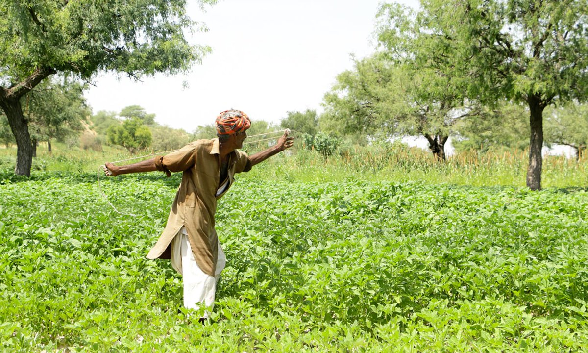 The annual rain shower is a blessing for people living in the Thar desert.

#green #nature #rain #beauty #Sindh #culture
