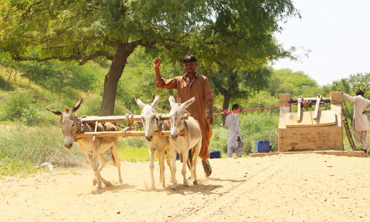 Traditional methods of ploughing are slowly disappearing.

#tradition #culture #Sindh #beauty