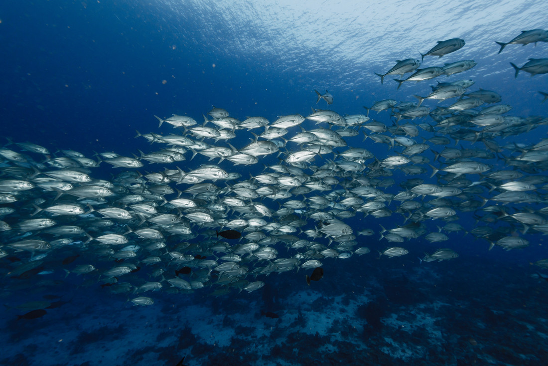 MSCecolabel's tweet photo. We have called on the @wto to eliminate “harmful” fishing subsidies, which have been linked to: 
 
❌ overfishing 
❌ marine environmental destruction 
❌ loss of livelihoods &amp; income for coastal communities 
 
Urgent action is needed now. More: https://t.co/bDPJUww6ux

#SDGs https://t.co/oXOdaMpIwQ