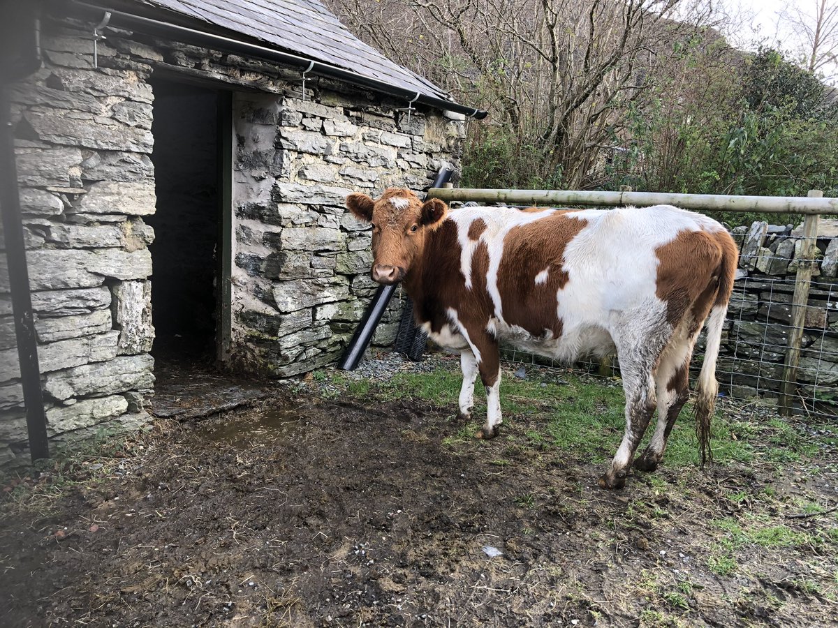 robwardle1's tweet photo. Gwenllian enjoys the full-immersion hay experience. Mum is unimpressed #ffermpenybryn https://t.co/sFP05HQO0g