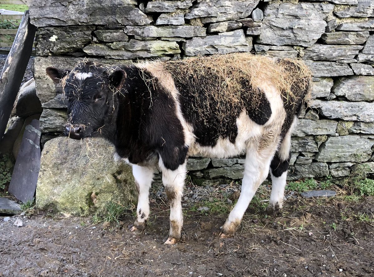 robwardle1's tweet photo. Gwenllian enjoys the full-immersion hay experience. Mum is unimpressed #ffermpenybryn https://t.co/sFP05HQO0g