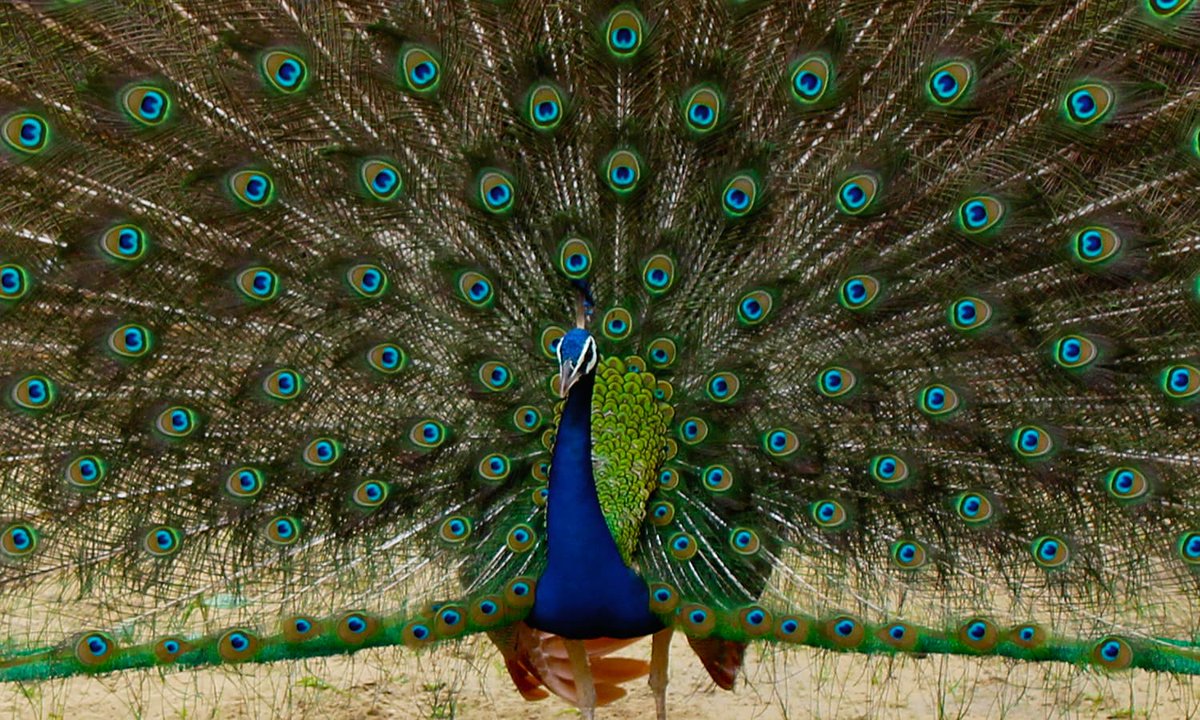 There are even peacocks roaming around, bringing vibrant colours to the desert backdrop

#Colors #beauty #birds #Sindh #culture