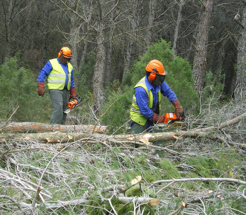 Grup_Boix's tweet photo. #Video | "La #formació #forestal, clau per a obtenir productes de qualitat. #Projecte #Pyrempfor
Publica, el @ctforestal ➡ https://t.co/njwMDYOmN5 https://t.co/GpcpUhtdL9