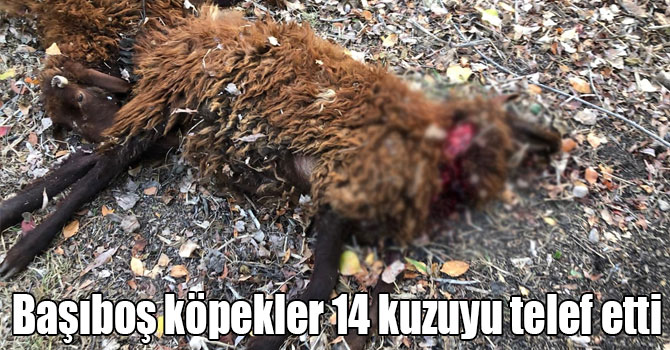 karsmansetcom's tweet photo. Kars'ta başıboş köpekler 14 kuzuyu telef etti
https://t.co/wCXDEOPW3H https://t.co/rA8s7mPGBR