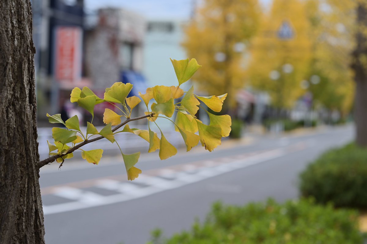 秋のような気もする。

#nikon #z6 #z85mmf18