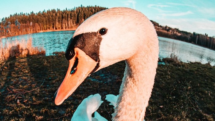 beckleesharpy's tweet photo. @WWTworldwide A chance to stop these beautiful creatures suffering an awful death to lead poisoning &amp; help the environment for all! #LeadIsPoison

Please @ManfredWeber @peterliese @Esther_de_Lange @IratxeGarper @CiolosDacian @RaffaeleFitto @ManonAubryFr @schirdewan #BanLead 🙏 https://t.co/Q3dJW5JQAF