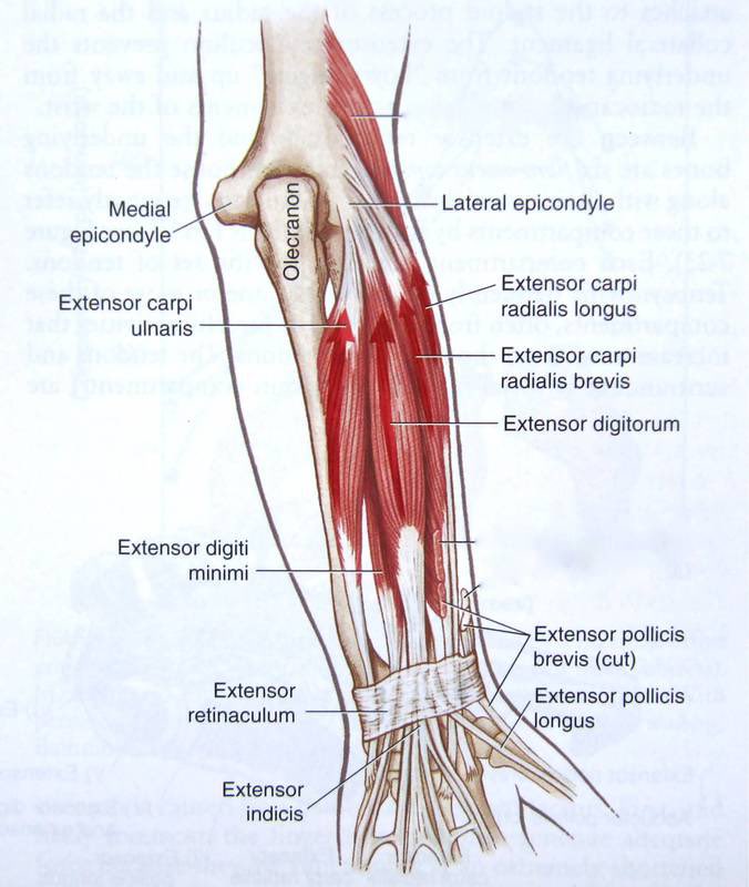 201123 Lesson 11 Radialis GroupThirst hoes couldn’t help but motice that thicc bulge of forarm muscles on Kim Taehyung while holding his phone. Those are the radial muscles of the forearm: Musculus brachioradialis, extensor carpi radialis longus and brevis. The brachioradialis