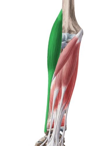 Cover the other two muscles and is mainly responsible for the contour of the forearm. It’s function is the flexion of the elbow joint.