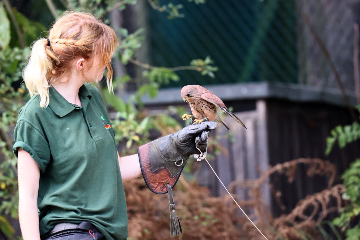 WildwoodTrust's tweet photo. Here’s a shout out to all our fantastic keepers, who continue to provide not only food and water, but also enrichment, training, contact and care to all Wildwood's animals.
You rock😍
#wildlifepark #animalkeeper #care #animalcare #kent #photosoftheday #lifeduringlockdown https://t.co/zMbUo6TF6b