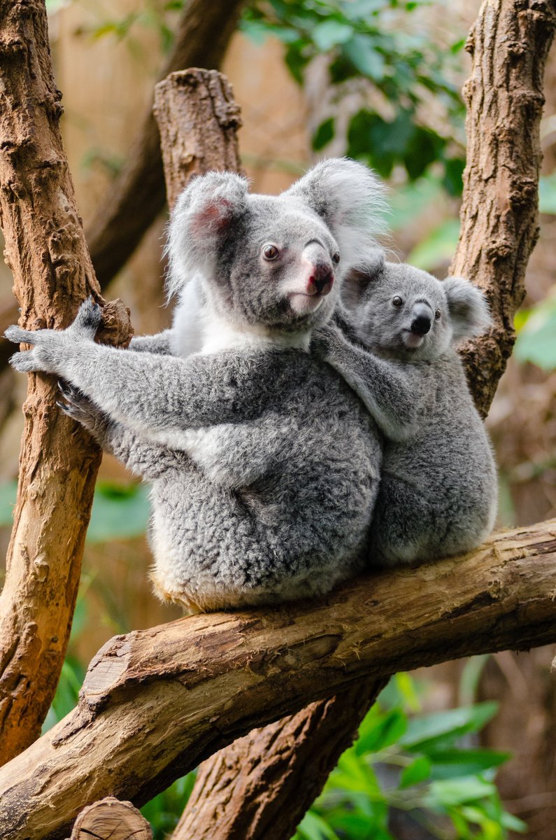 NbgScientist's tweet photo. Another Question :

This Animal known as....

Hint: it is Native animal of Australia

#Australia #animals #wildlife #gk #quiz #kbc12 #COVID19 #bushfire #sweepstakes #AMAs #AMAsTNT #ENHYPEN #BTS_Dynamite #BB14 #delaynmdcat #FarewellTaker #GOT7_Breath #InWonderWatchParty https://t.co/2lauaGBcHt