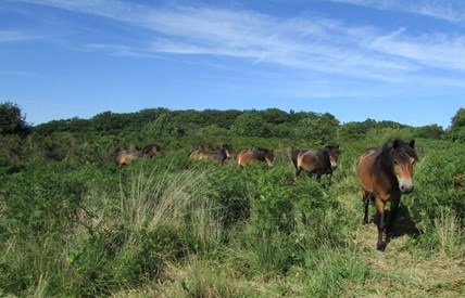 wildeastdevon's tweet photo. π πΉππππππππ ππππ ππππ πππππ:
π΄ Today's dip into the #WildEastDevon archives takes us to 2016 and an article about Exmoor ponies grazing our #TrinityHill nature reserve
View the article here: https://t.co/xUrNkpfscC
#exmoor #exmoorponies https://t.co/VEzxAnmyQR